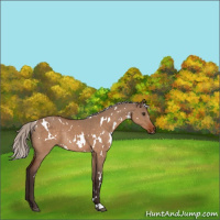 Horse Color:White Spotted Silver Brown Dun Rabicano 