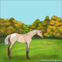 Horse Color:White Spotted Silver Brown Dun Appaloosa Rabicano 