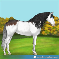 Horse Color:Brown Sabino Splash 