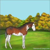 Horse Color:Bay Sabino Splash 