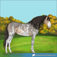 Horse Color:Buckskin Sabino 