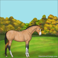 Horse Color:Gray Buckskin Roan Sabino 
