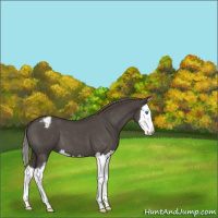 Horse Color:Smoky Blue Roan Sabino Splash Appaloosa 