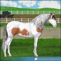 Horse Color:Bay Sabino Splash Tobiano