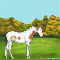 Horse Color:Bay Sabino Splash Tobiano 