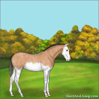 Horse Color:Buckskin Roan Sabino Splash 