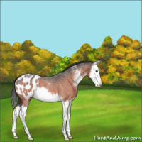 Horse Color:Bay Roan Sabino Splash Appaloosa 