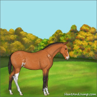 Horse Color:Buckskin Sabino 