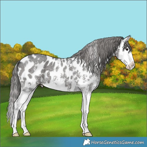 Horse Color:Black Sabino Splash Appaloosa 