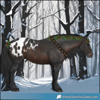 Horse Color:Brown Appaloosa 