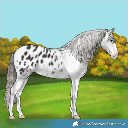 Horse Color:Smoky Black Sabino Appaloosa 