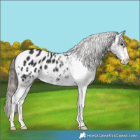 Horse Color:Smoky Black Sabino Appaloosa