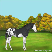 Horse Color:Black Sabino Splash Appaloosa 