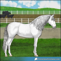 Horse Color:Gray Buckskin Sabino Splash 