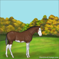 Horse Color:Gray Buckskin Sabino Splash 