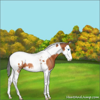 Horse Color:Bay Sabino Splash Tobiano Appaloosa 