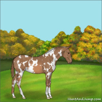 Horse Color:White Spotted Chestnut 