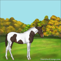 Horse Color:Liver Chestnut Tobiano 