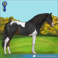 Horse Color:Liver Chestnut Tobiano