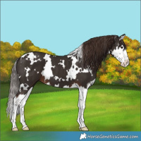 Horse Color:White Spotted Liver Chestnut Splash 
