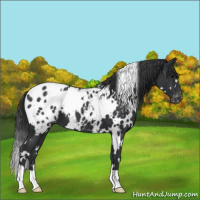 Horse Color:White Spotted Black Appaloosa 