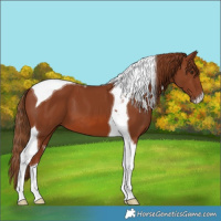 Horse Color:Chestnut Tobiano