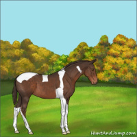 Horse Color:Liver Chestnut Tobiano