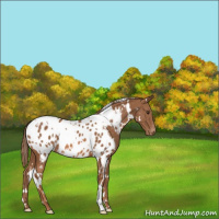 Horse Color:White Spotted Chestnut Appaloosa 