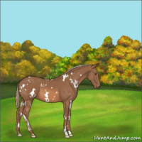 Horse Color:White Spotted Chestnut 