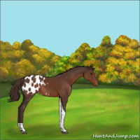 Horse Color:Liver Chestnut Tobiano Appaloosa Rabicano 