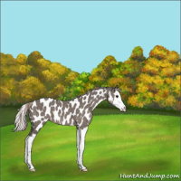 Horse Color:Silver Black Splash Appaloosa 