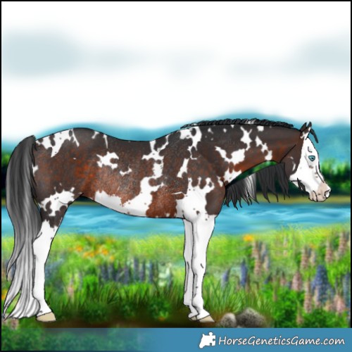 Horse Color:White Spotted Brown Splash Rabicano 