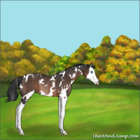 Horse Color:White Spotted Brown Splash Rabicano