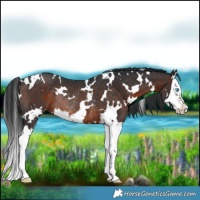 Horse Color:White Spotted Brown Splash Rabicano