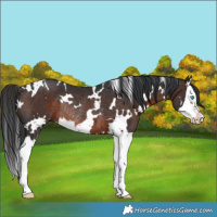 Horse Color:White Spotted Brown Splash Rabicano 