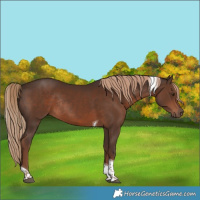 Horse Color:Liver Chestnut Tobiano Rabicano 