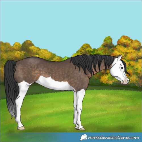 Horse Color:Brown Dun Splash 