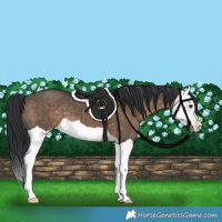 Horse Color:Brown Dun Splash 