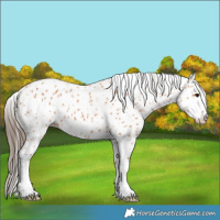 Horse Color:Bay Appaloosa 