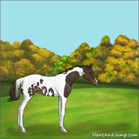 Horse Color:Liver Chestnut Tobiano Appaloosa 