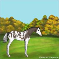 Horse Color:Brown Dun Splash Appaloosa 