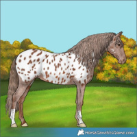 Horse Color:Chestnut Appaloosa