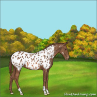 Horse Color:Chestnut Appaloosa