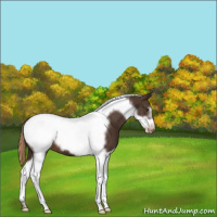 Horse Color:Liver Chestnut Tobiano Frame Appaloosa 