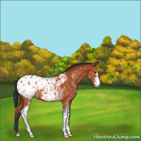 Horse Color:White Spotted Bay Appaloosa