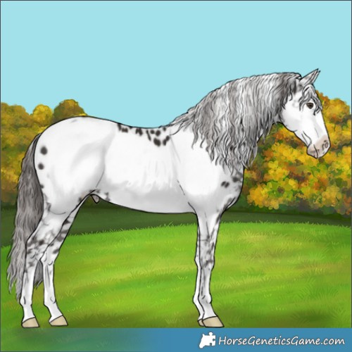 Horse Color:Liver Chestnut Frame Appaloosa 