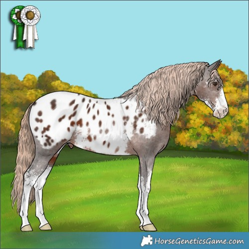 Horse Color:Liver Chestnut Sabino Appaloosa 