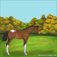 Horse Color:Buckskin Varnish 
