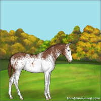 Horse Color:White Spotted Chestnut Varnish 