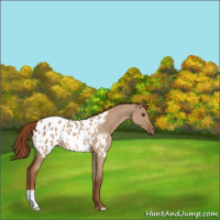 Horse Color:Red Dun Appaloosa Rabicano